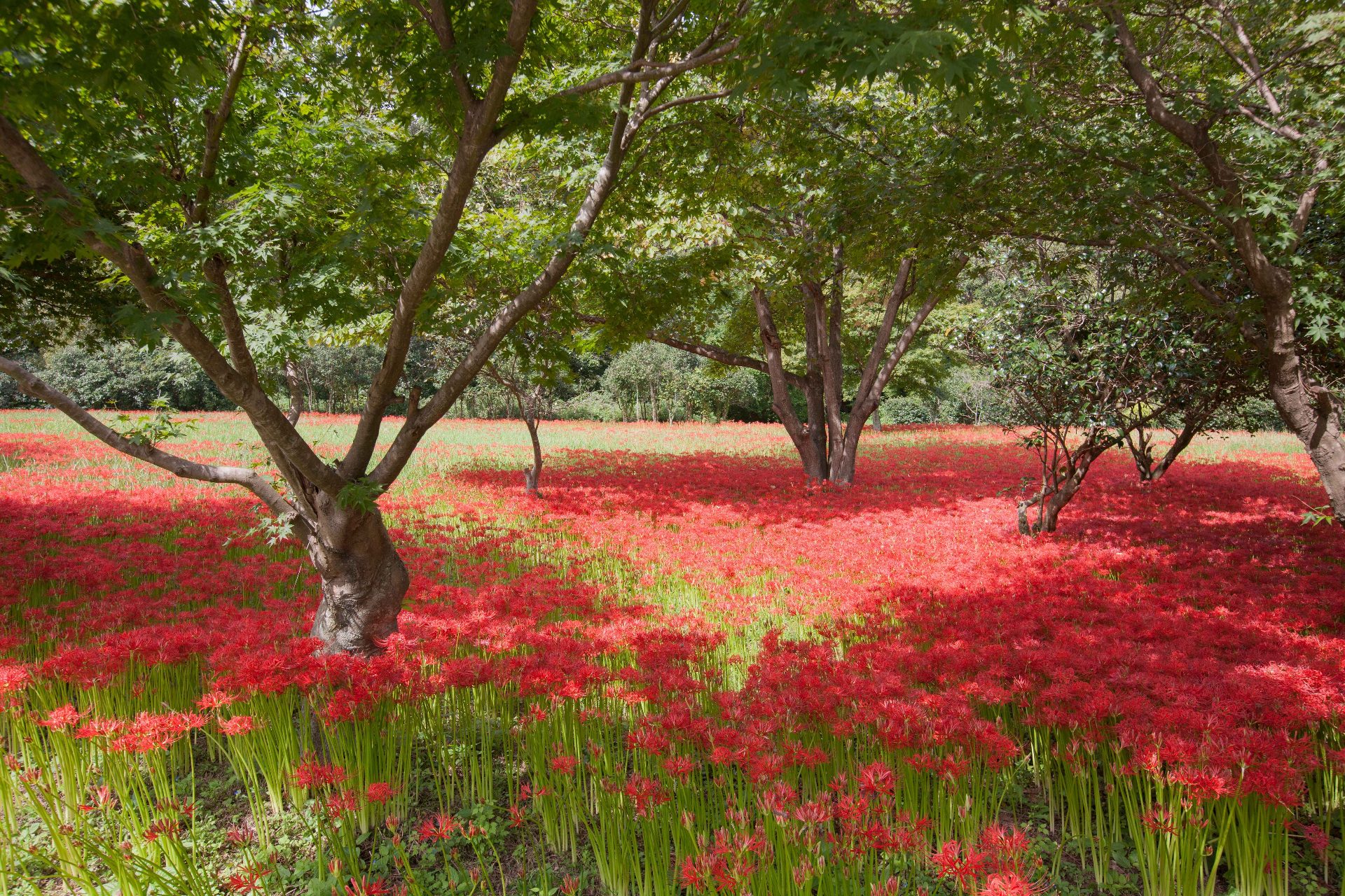 Seonunsan photo 3