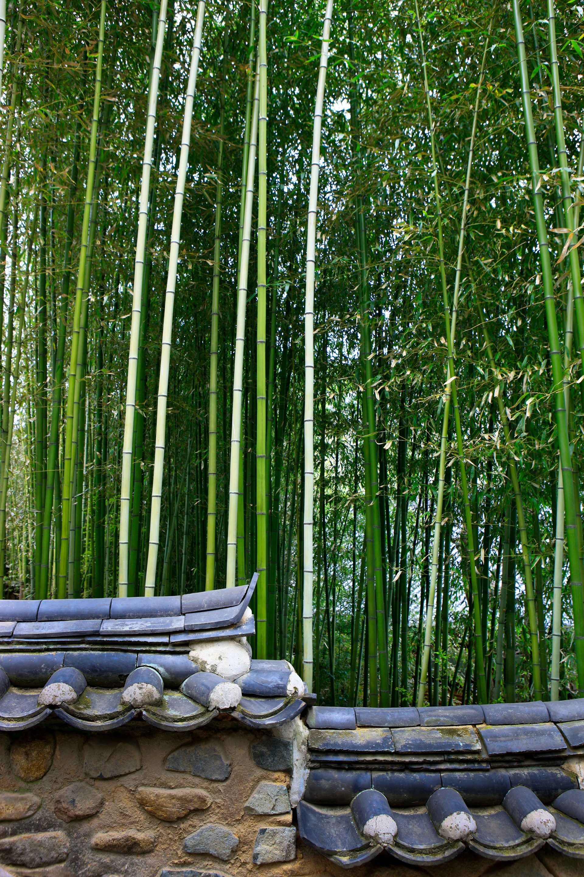 金井山 photo 2