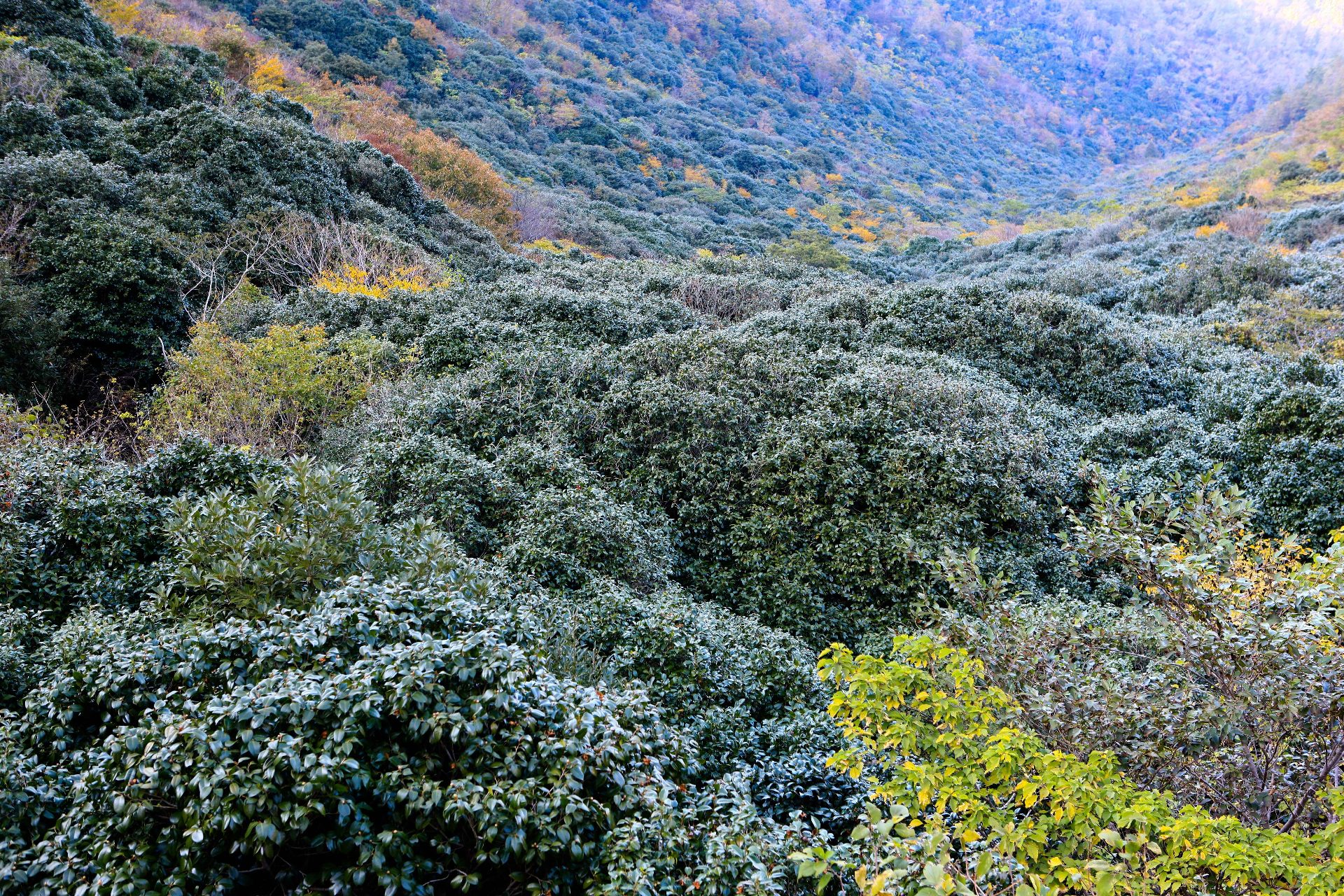 天冠山（チョングァンサン） photo 4