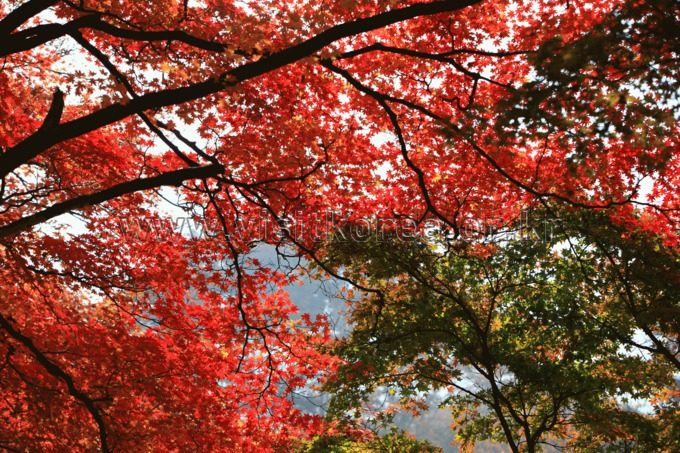 内藏山（Naejangsan） photo 4