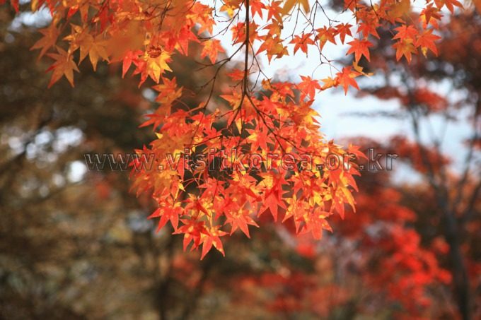 内藏山（Naejangsan） photo 5